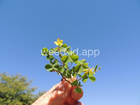 woodsorrel, creeping